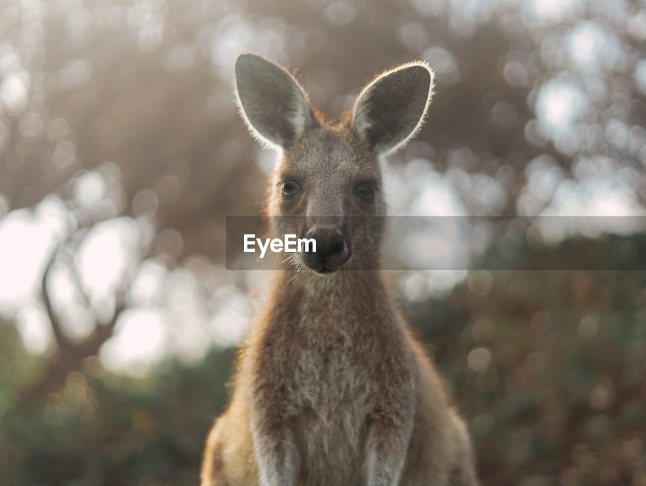 Close-up portrait of kangaroo standing on land