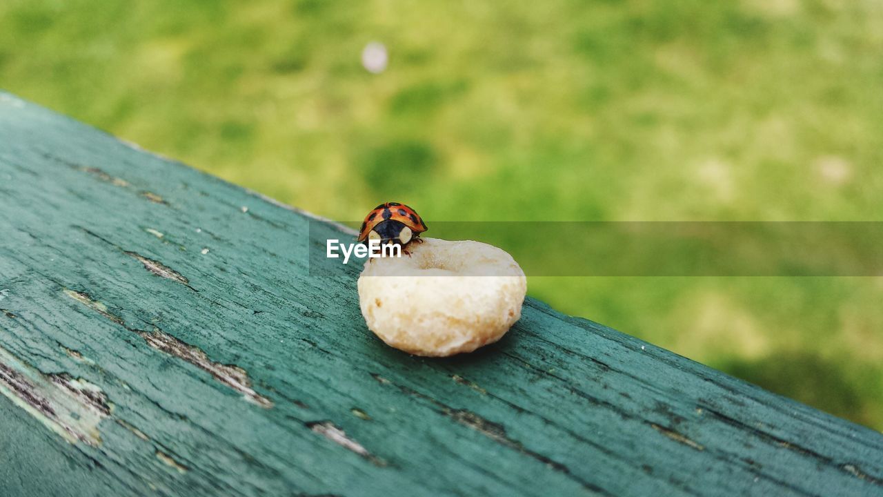 CLOSE-UP OF LADYBUG ON WOODEN WOOD