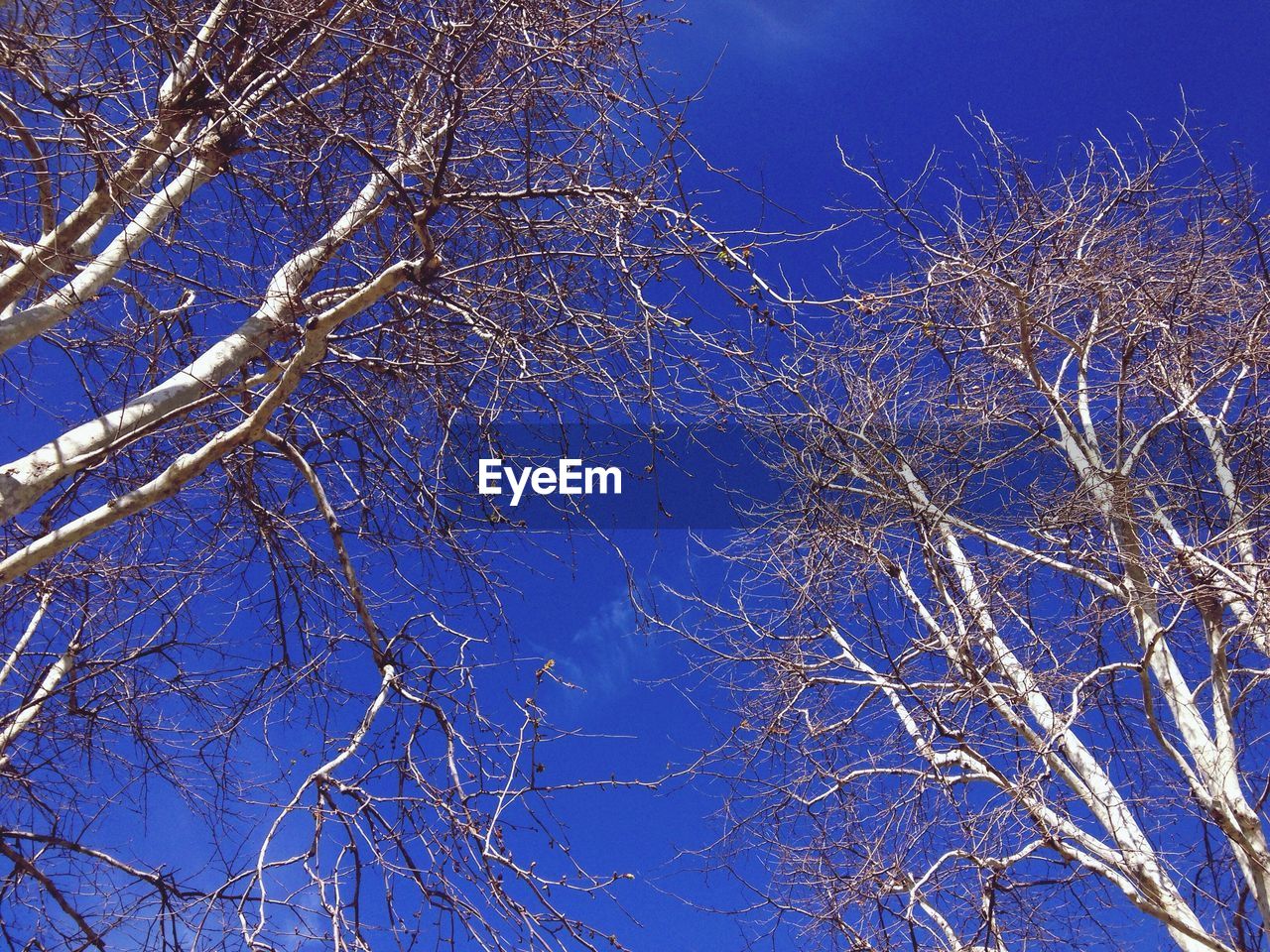 LOW ANGLE VIEW OF ILLUMINATED TREES AGAINST SKY