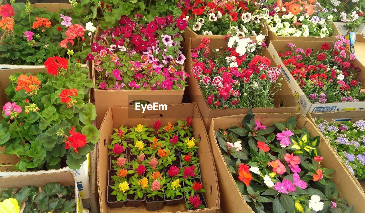 FLOWERS IN GREENHOUSE