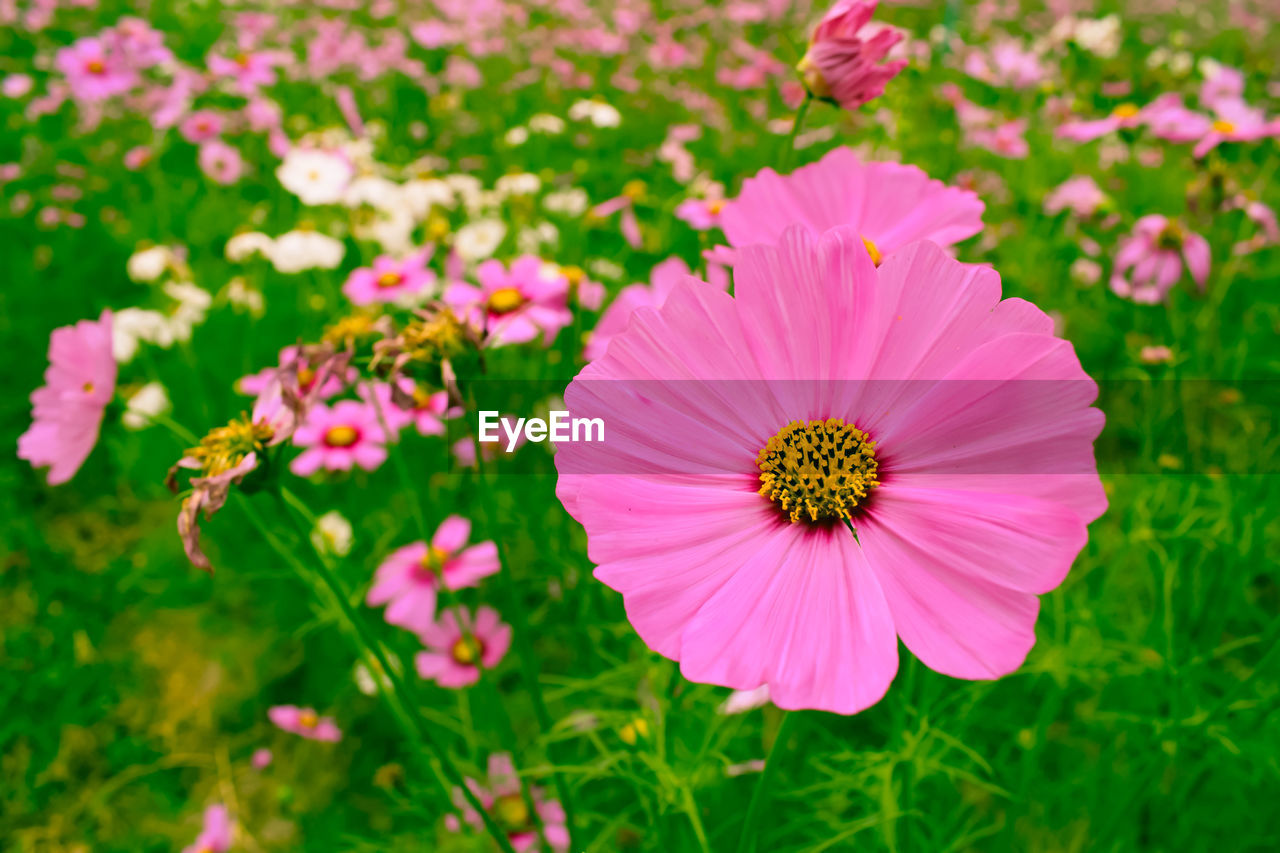 CLOSE-UP OF COSMOS BLOOMING OUTDOORS