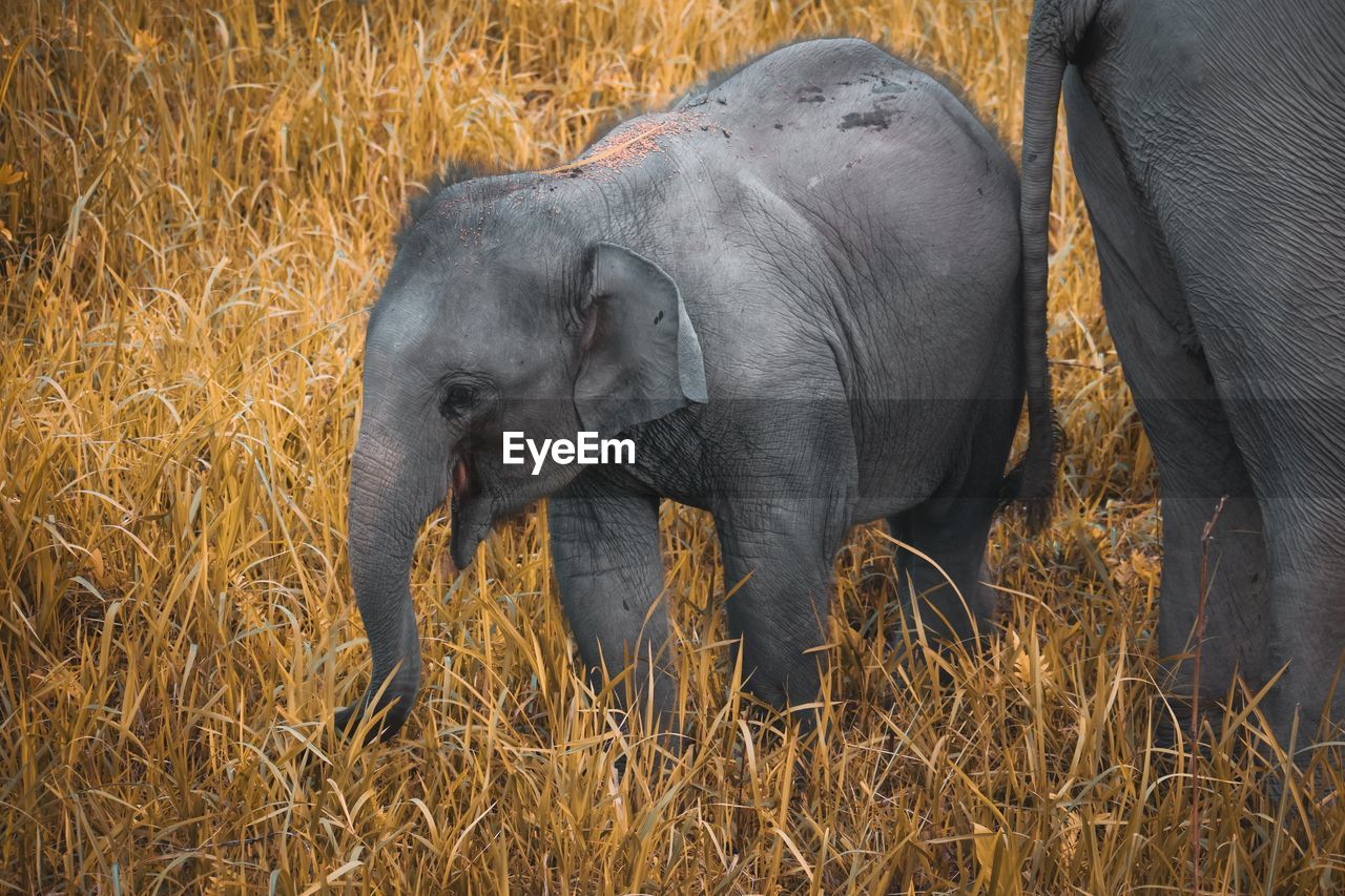 Elephant in a field