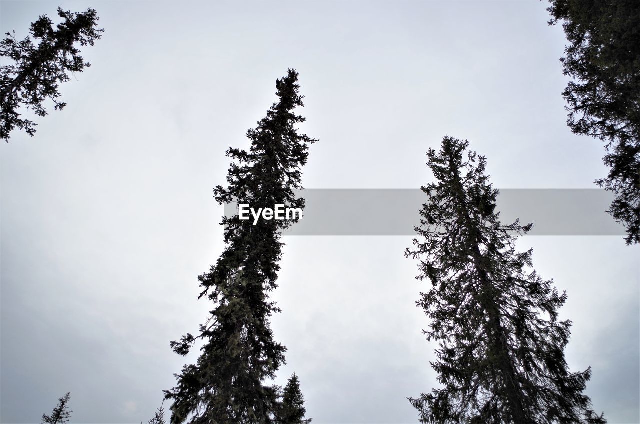 LOW ANGLE VIEW OF TREE AGAINST CLEAR SKY