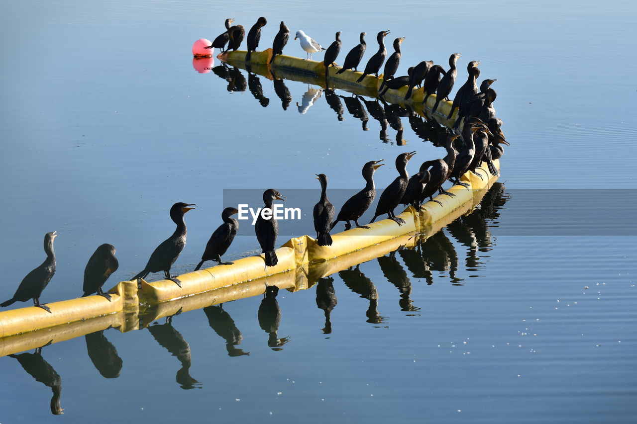 Cormorants perching on inflatable buoy at bolsa chica ecological reserve