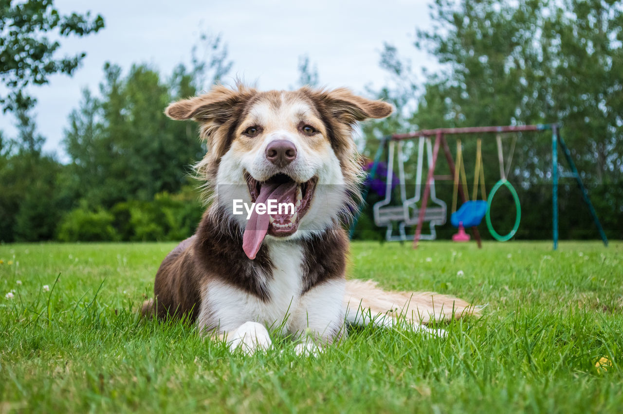 Close-up of dog sitting on grassy field at park