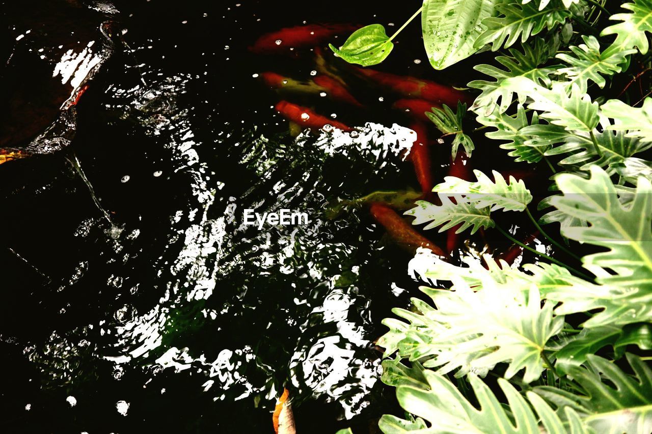 HIGH ANGLE VIEW OF FRESH PLANT IN WATER