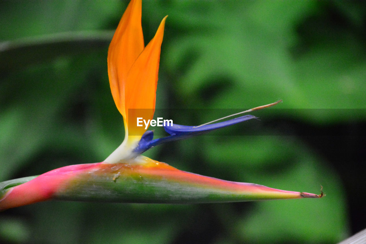 CLOSE-UP OF ORANGE LEAF OF FLOWER