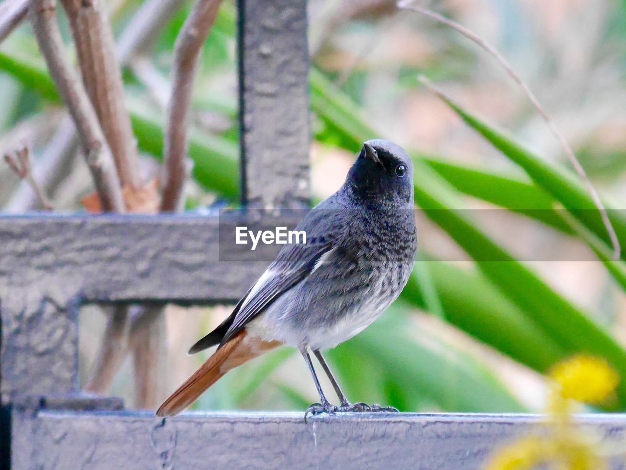 CLOSE-UP OF BIRD PERCHING ON OUTDOORS