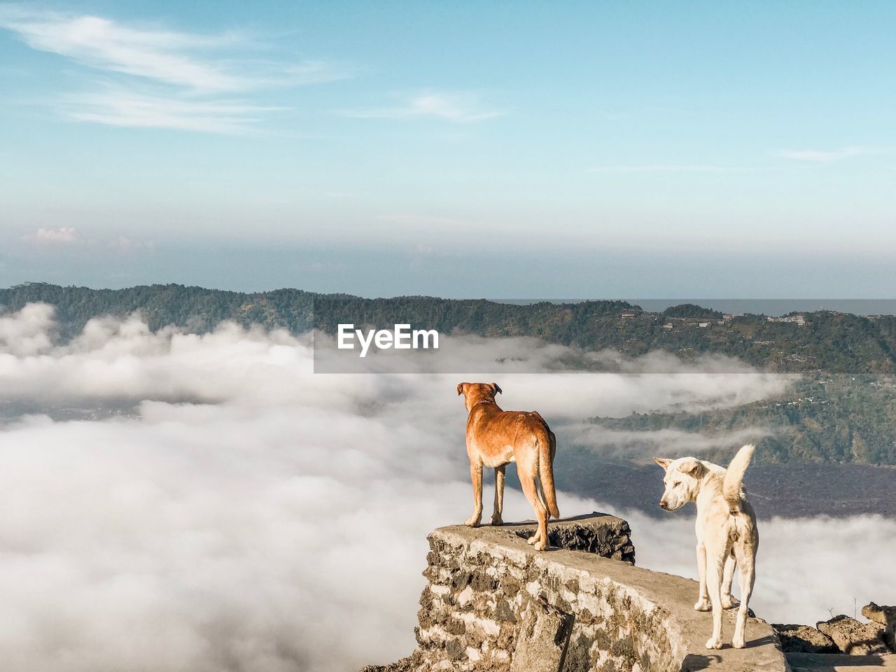 Dogs standing on retaining wall against mountain 