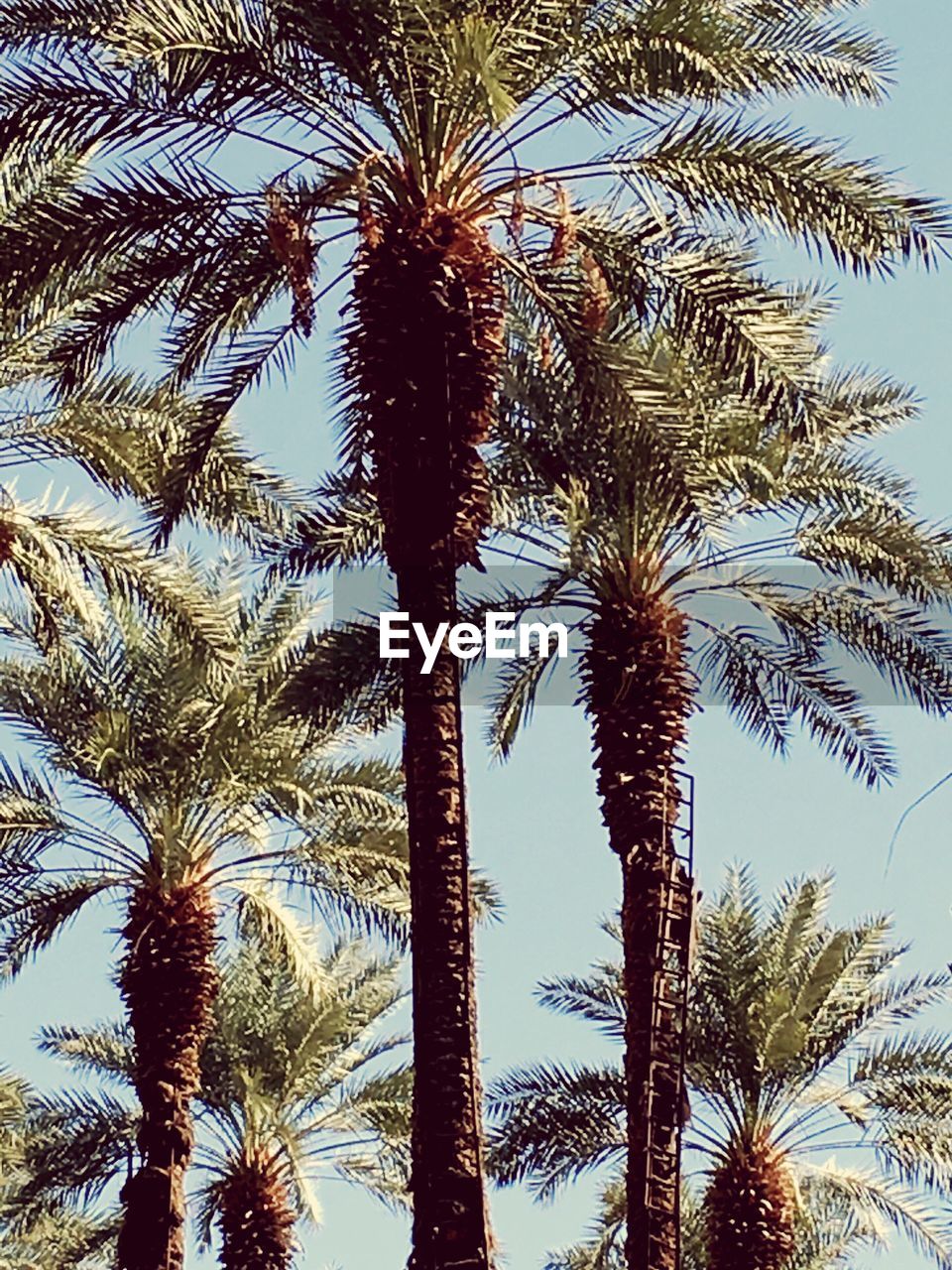 LOW ANGLE VIEW OF PALM TREES