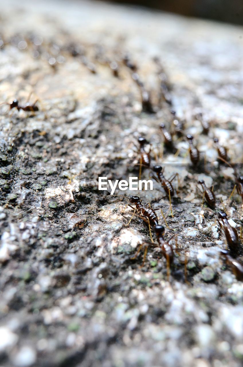 CLOSE-UP OF ANTS ON GROUND