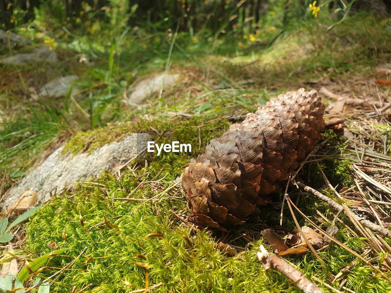 CLOSE-UP OF PINE CONE ON FIELD