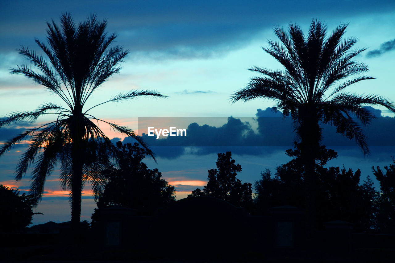 SILHOUETTE PALM TREES AGAINST SKY