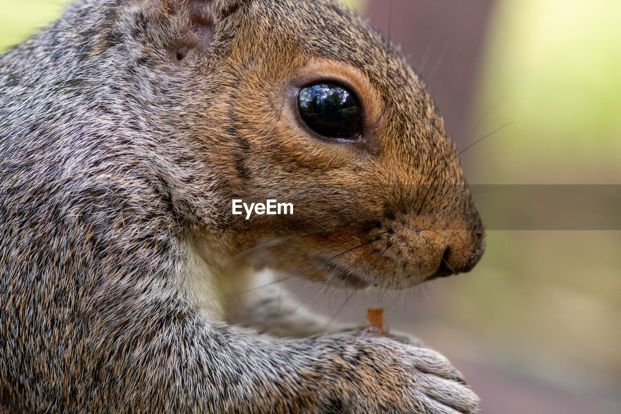 Portrait of an eastern gray squirrel eating a nut.