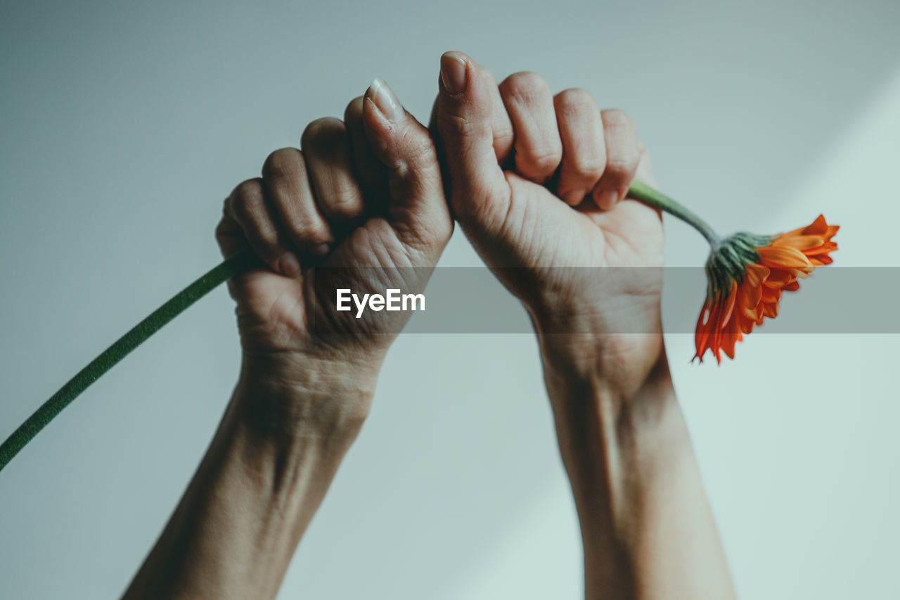 hand, close-up, studio shot, flower, adult, one person, finger, indoors, limb, gray background, nature, human leg, holding, arm, colored background, human limb