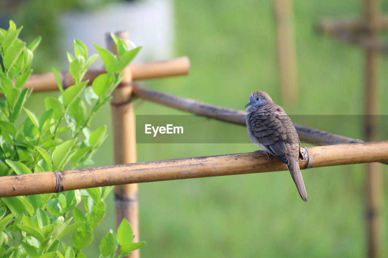 CLOSE-UP OF BIRD PERCHING ON FENCE AGAINST BLURRED BACKGROUND