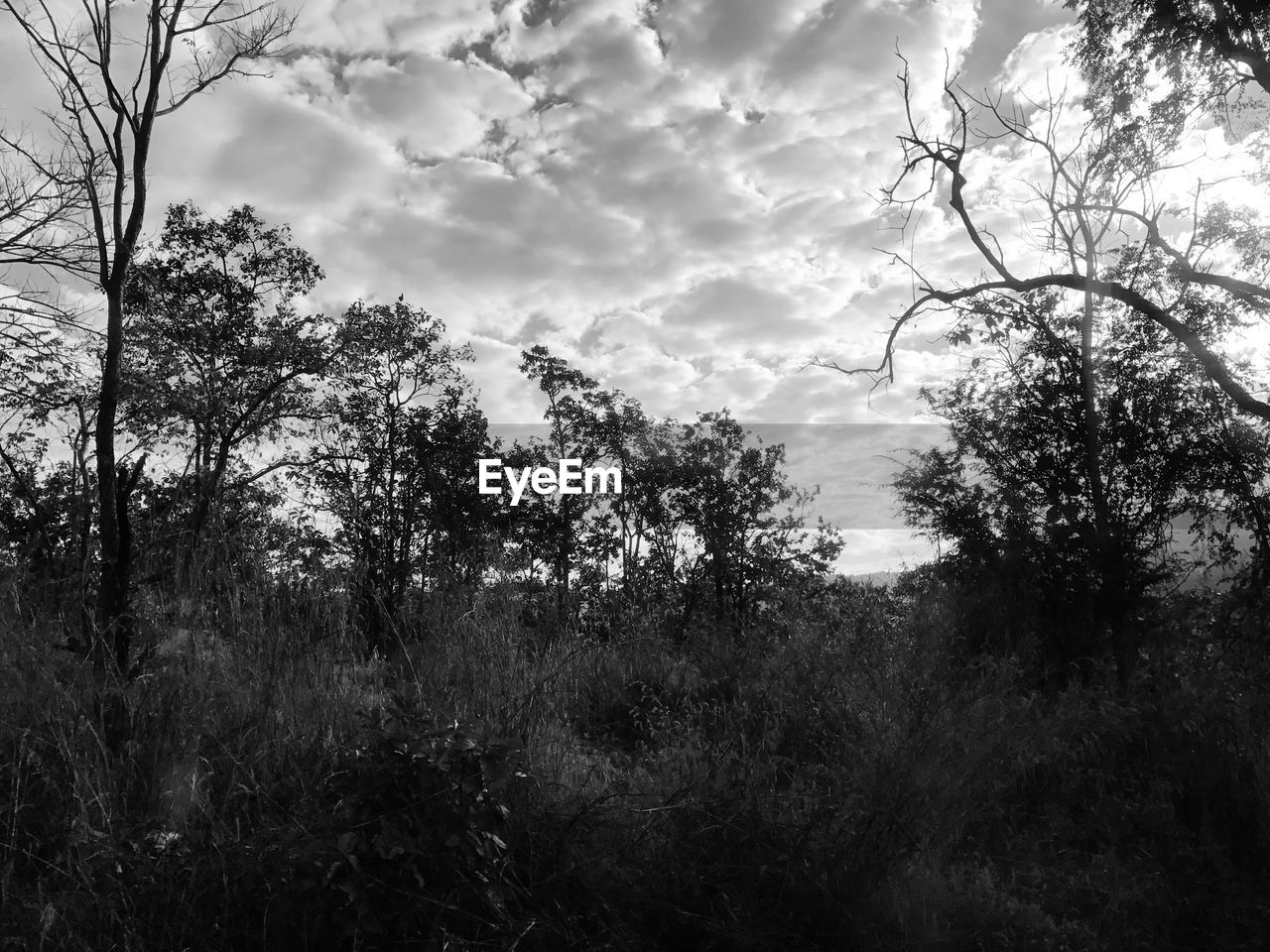 VIEW OF TREES AGAINST CLOUDY SKY