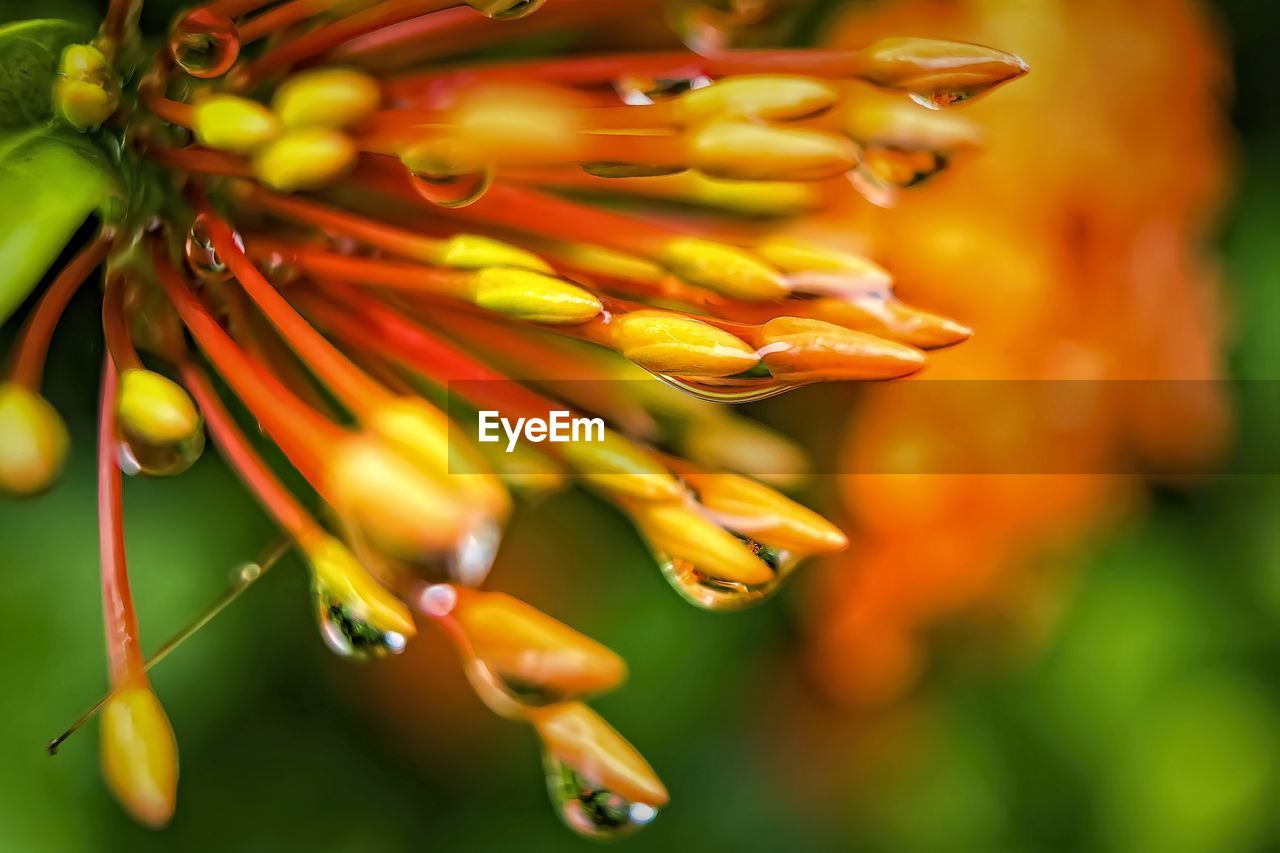 CLOSE-UP OF YELLOW FLOWER PLANT