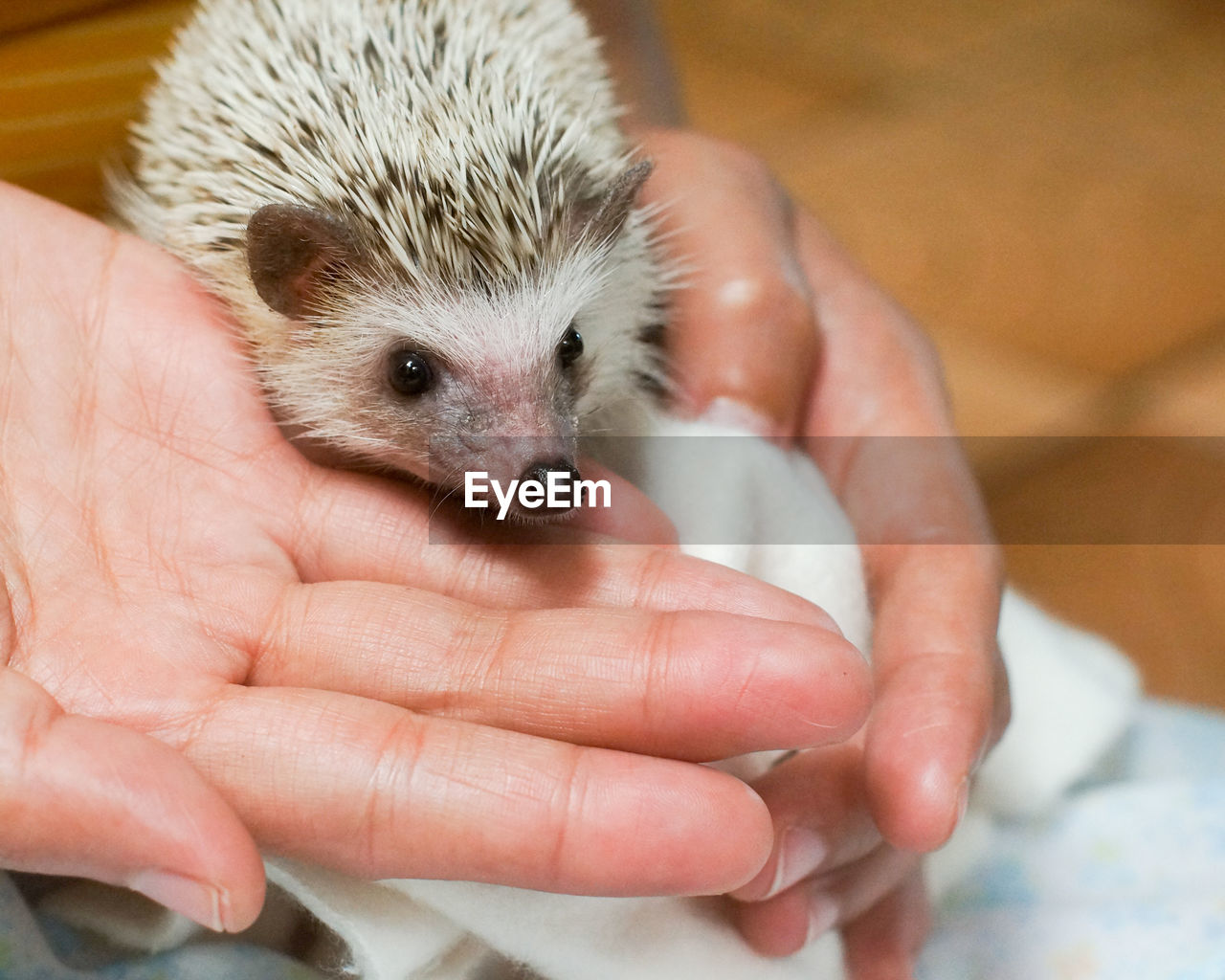 Close-up of cropped hand holding hedgehog at home