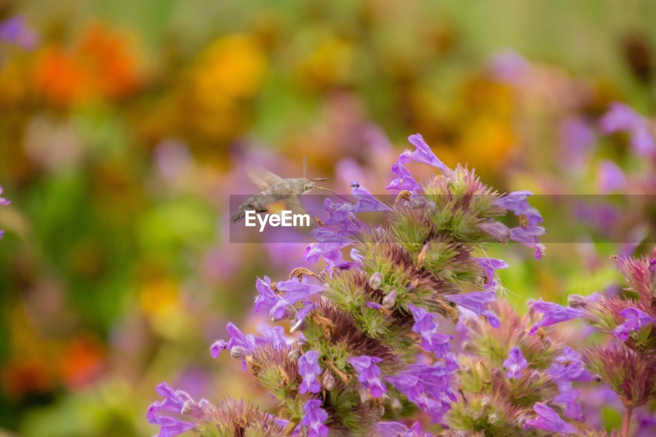 Bee hawk moth hunting for food