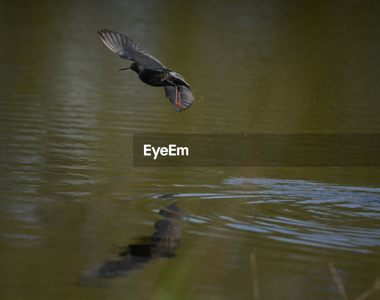 BIRDS FLYING OVER LAKE