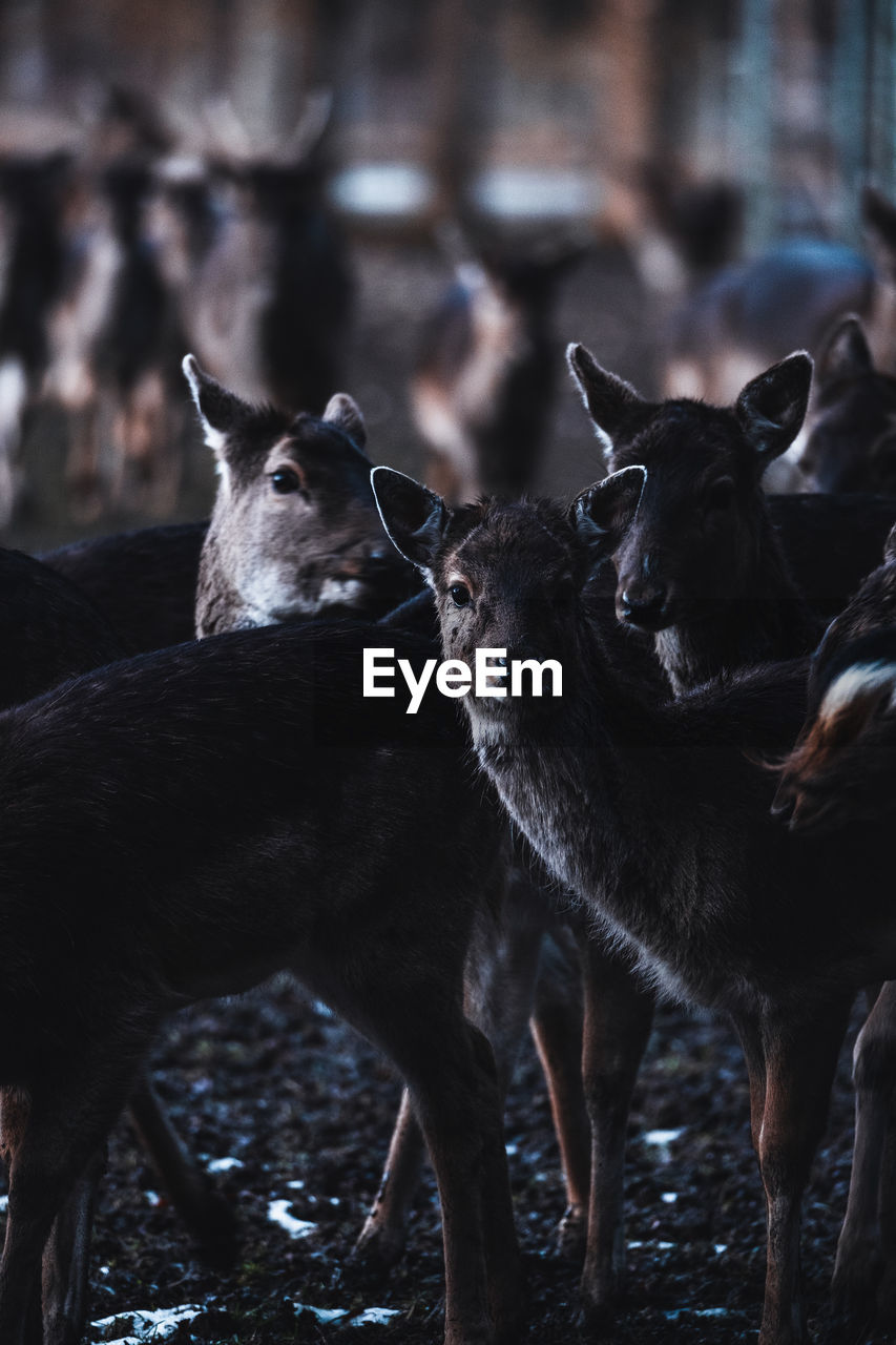 Group of deers