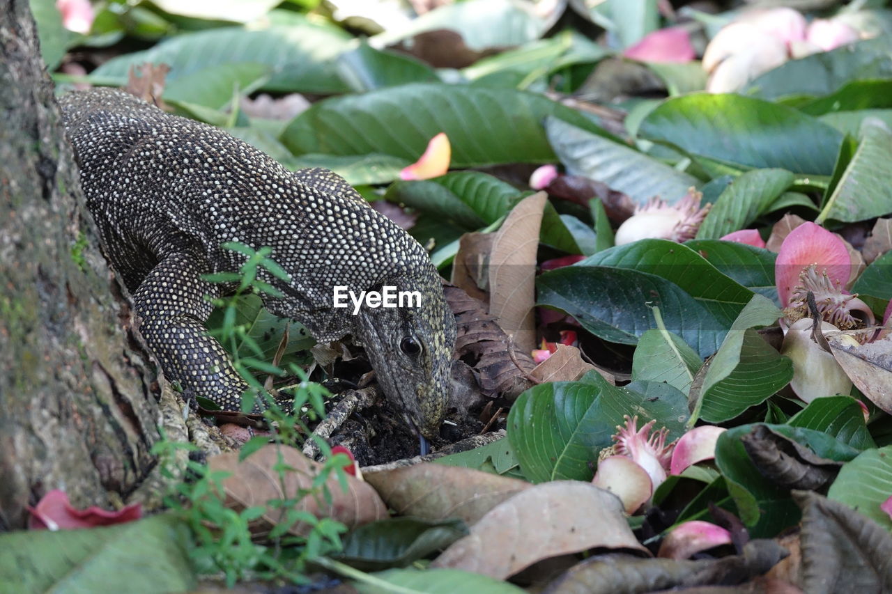 CLOSE-UP OF LIZARD