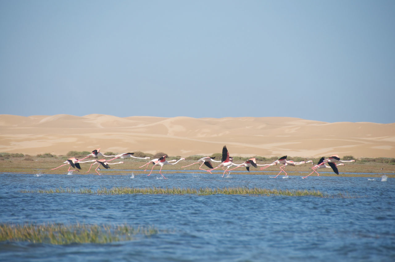 Flamingos flying over lake against clear sky