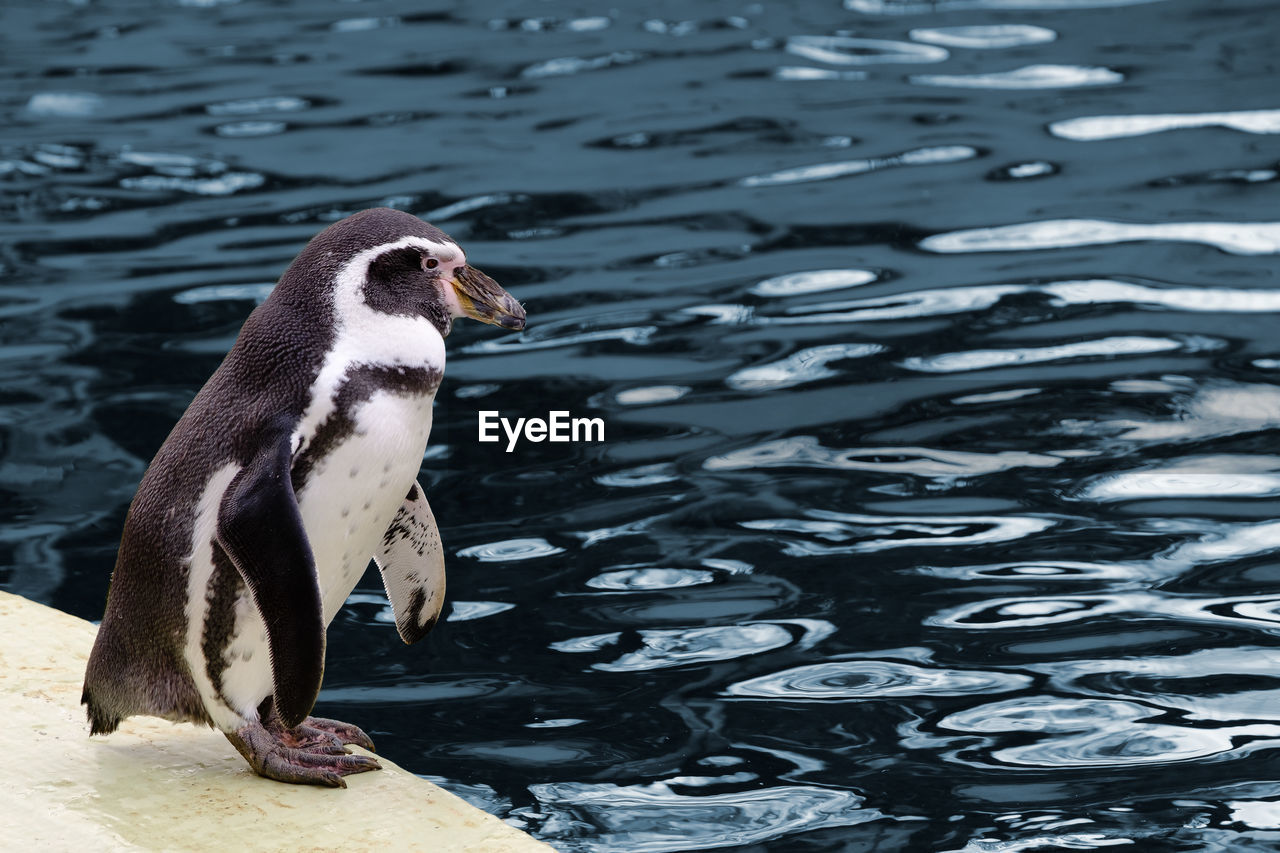Close-up of penguin by pond