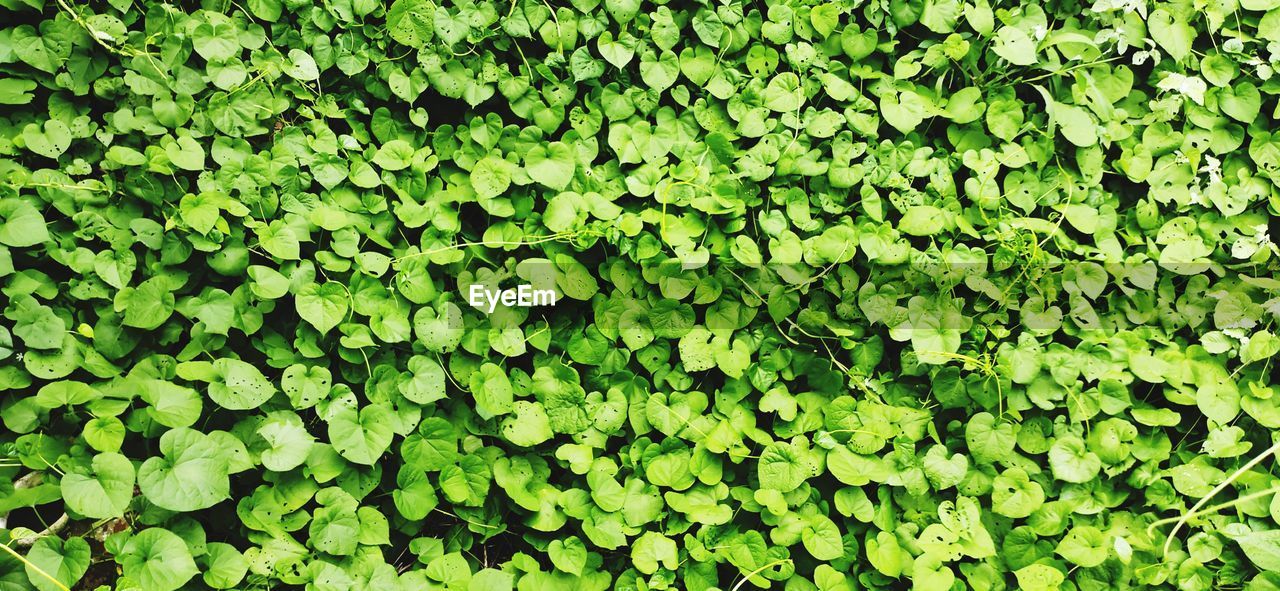 FULL FRAME SHOT OF FRESH GREEN PLANT