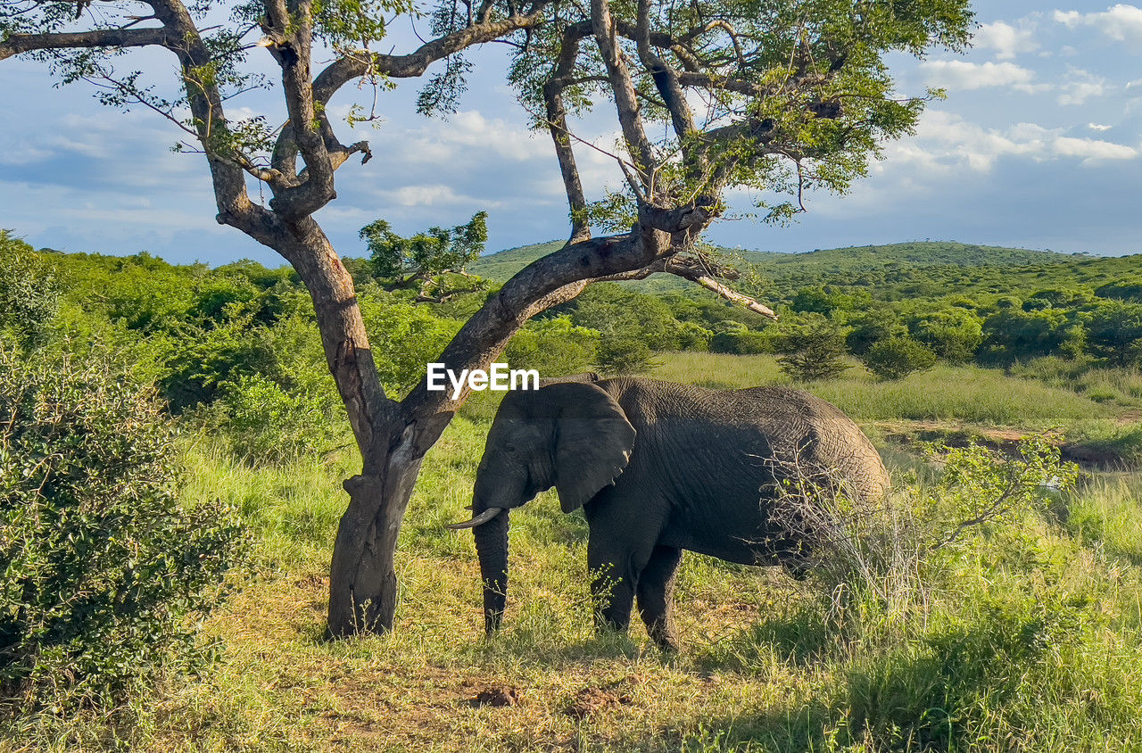 elephants standing on grassy field