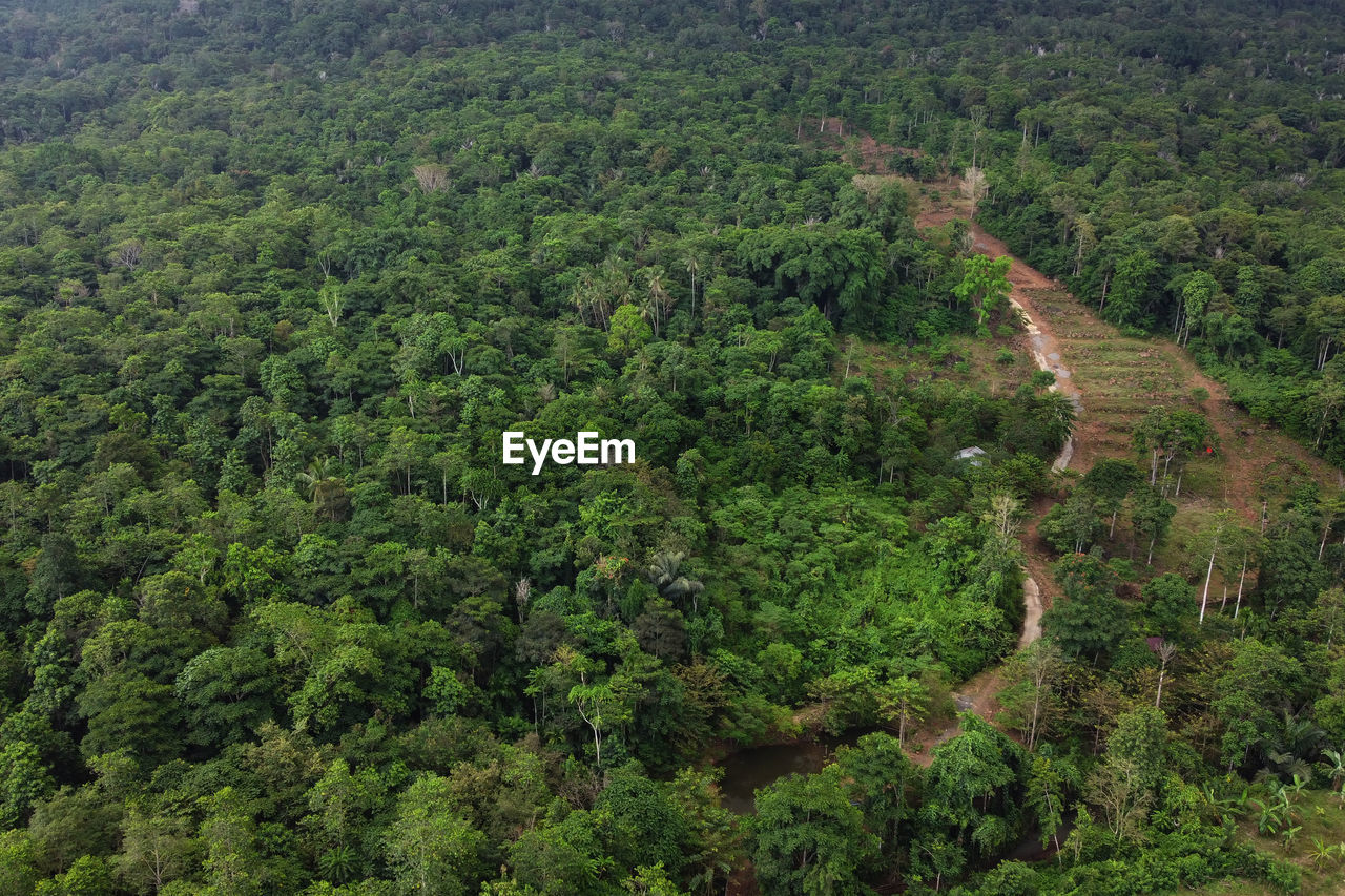 plant, tree, forest, vegetation, green, growth, natural environment, rainforest, beauty in nature, scenics - nature, environment, land, landscape, tranquility, nature, jungle, high angle view, no people, lush foliage, foliage, aerial photography, tranquil scene, day, agriculture, outdoors, hill station, non-urban scene, hill, field, rural scene, idyllic, crop, plantation, old-growth forest, plateau, aerial view, ridge