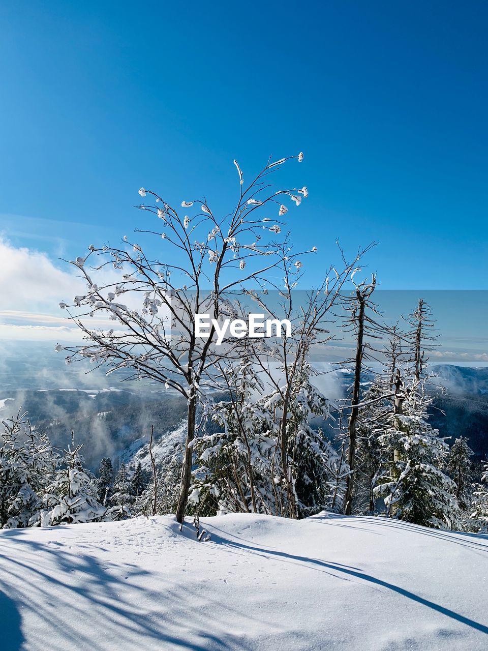 Plants on snow covered land against blue sky