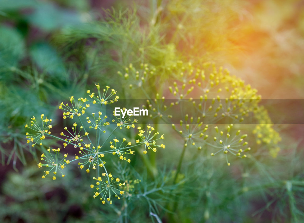 CLOSE-UP OF YELLOW FLOWERING PLANTS ON FIELD