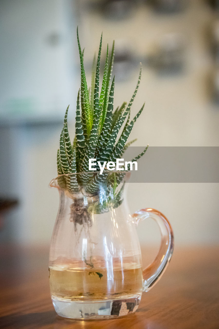 Close-up of plant in jar on table