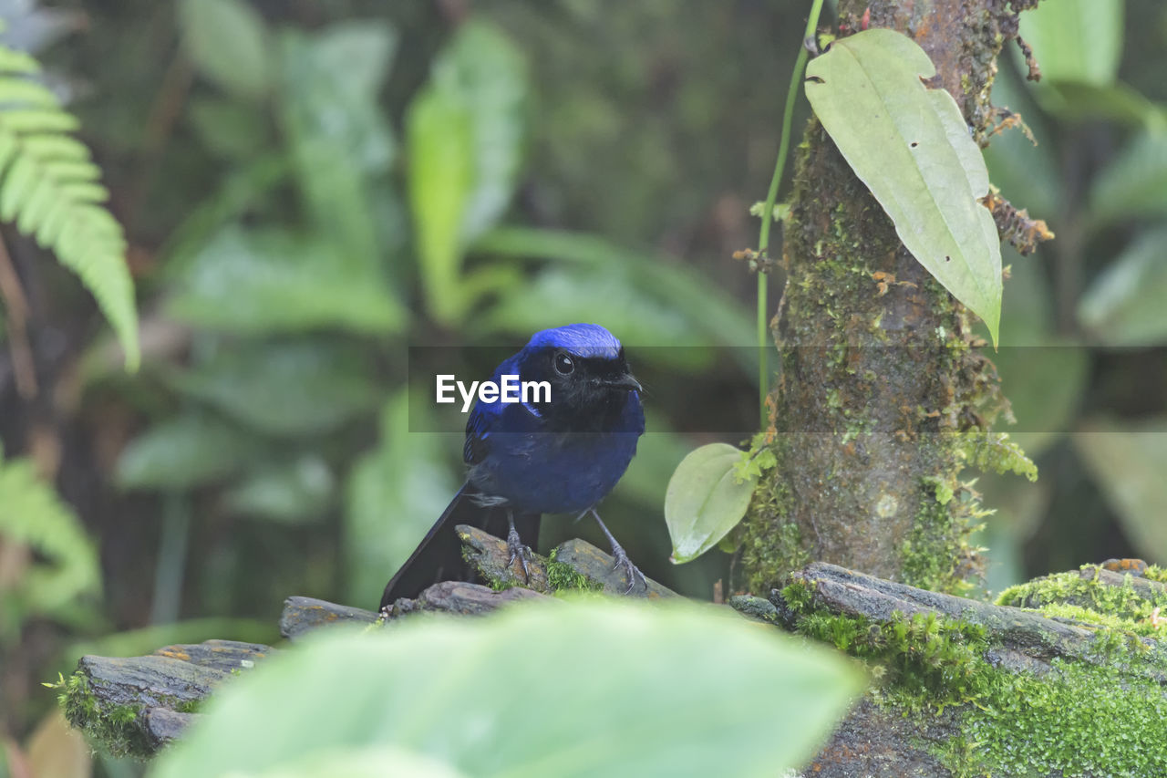 VIEW OF BIRD PERCHING ON PLANT