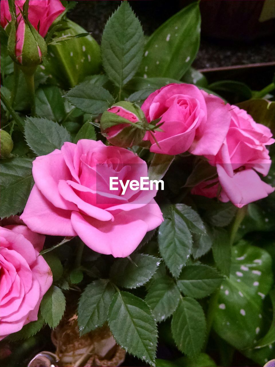 CLOSE-UP OF PINK ROSES