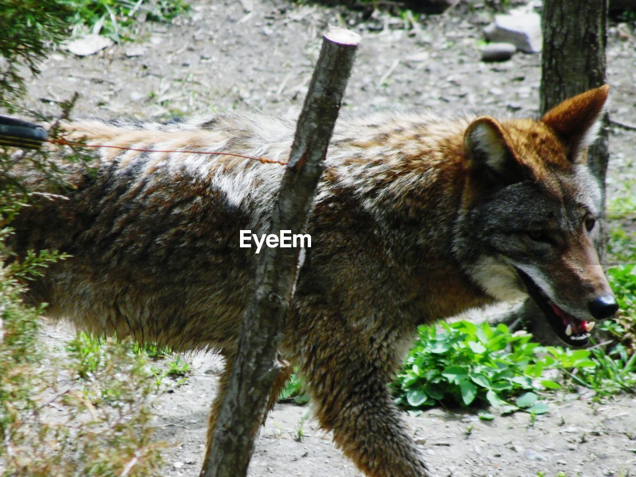 Coyote walking on field