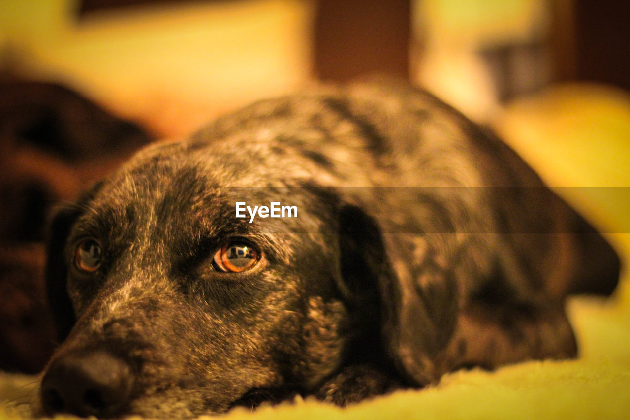 Close-up portrait of dog