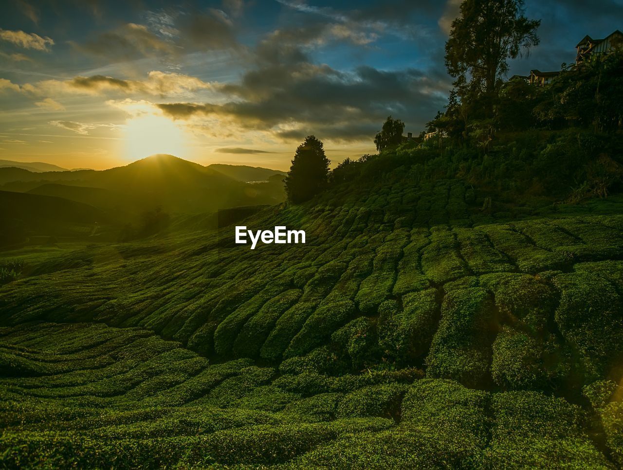 SCENIC VIEW OF FIELD AGAINST SKY DURING SUNSET