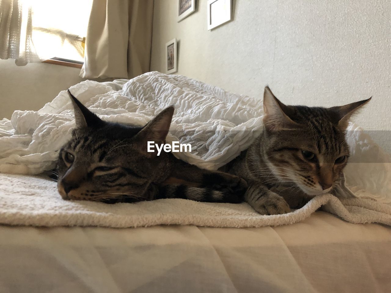 Cat resting on bed at home