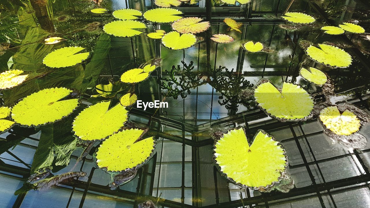 High angle view of lily pads floating on pond with reflection