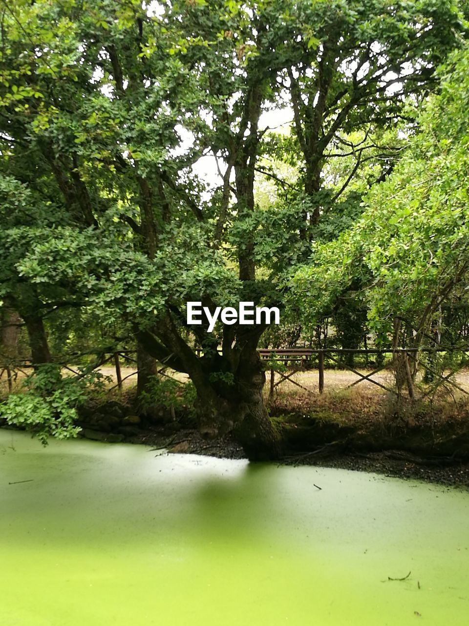 TREES ON WATER