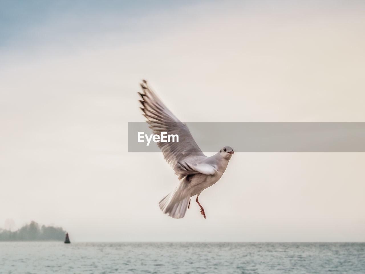 SEAGULL FLYING OVER SEA