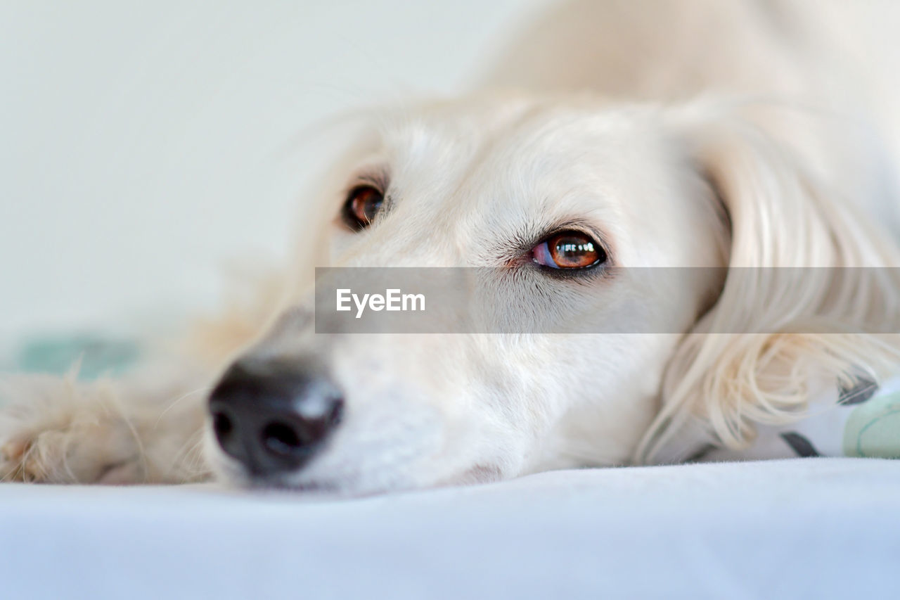 pet, dog, canine, one animal, domestic animals, mammal, animal themes, animal, puppy, portrait, close-up, lying down, retriever, relaxation, white, golden retriever, indoors, animal body part, cute, no people, looking at camera, selective focus, looking, animal head