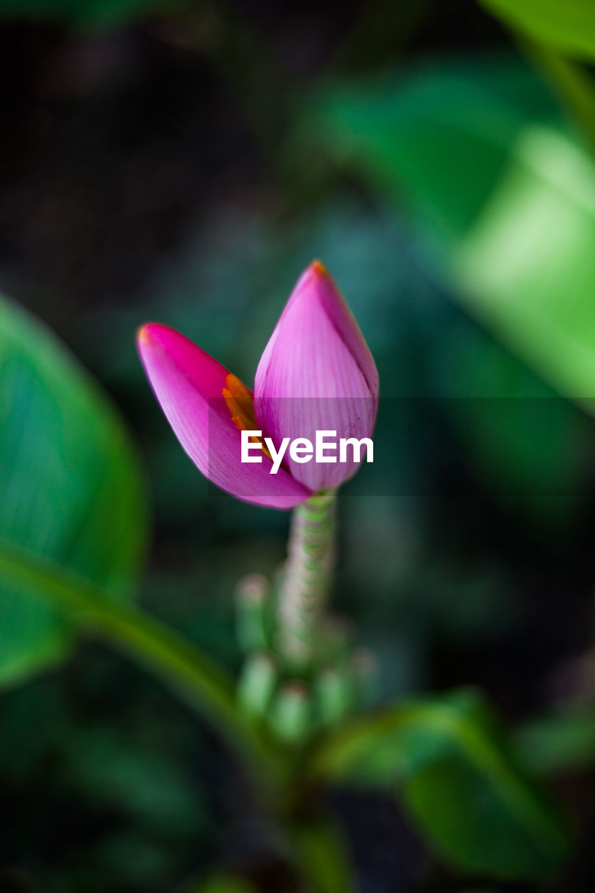 CLOSE-UP OF PINK FLOWER