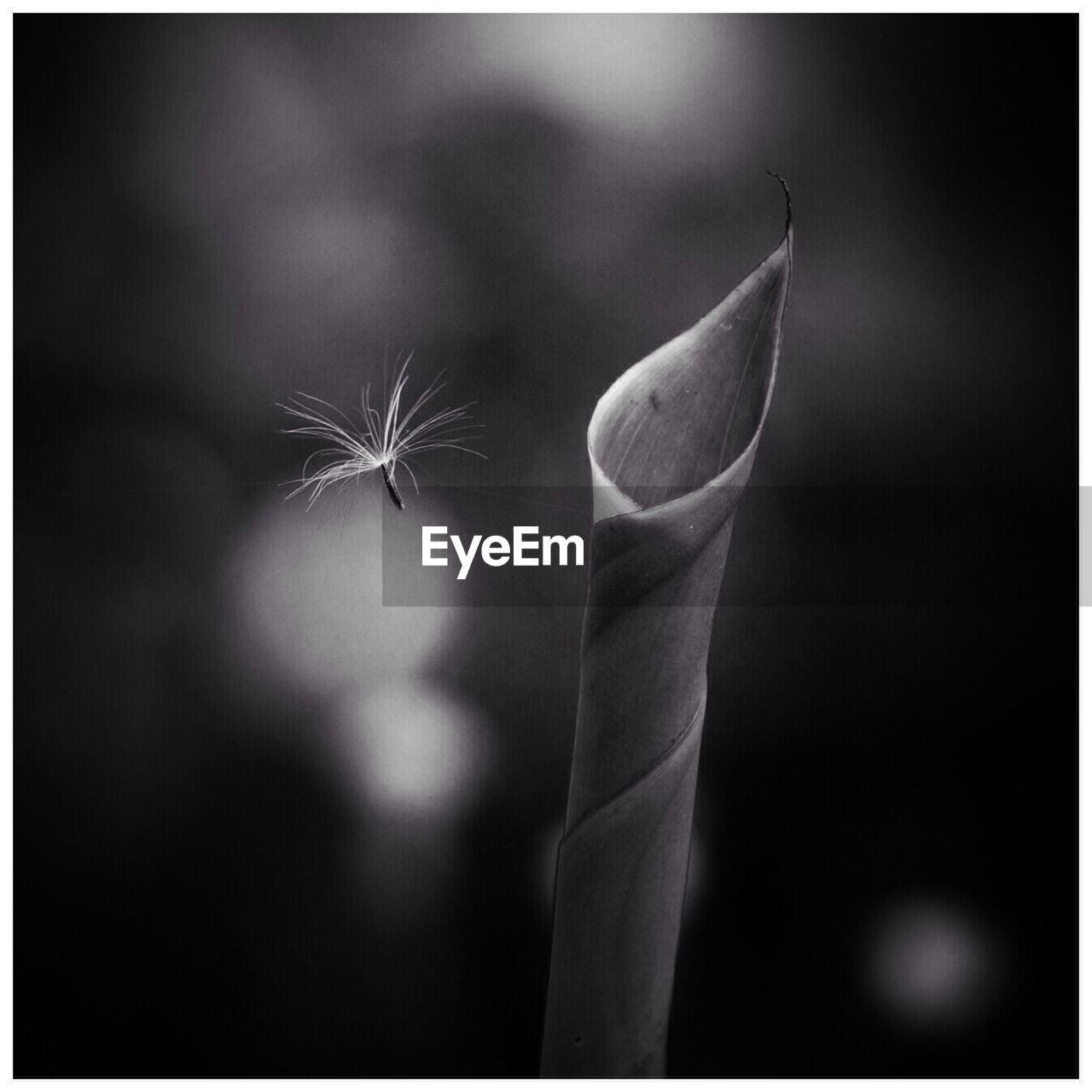 Close-up of leaf against blurred background