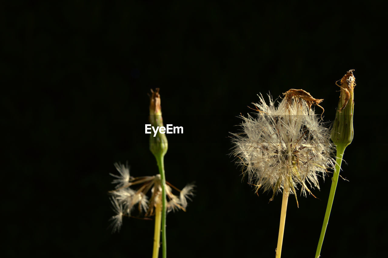 CLOSE-UP OF FLOWER