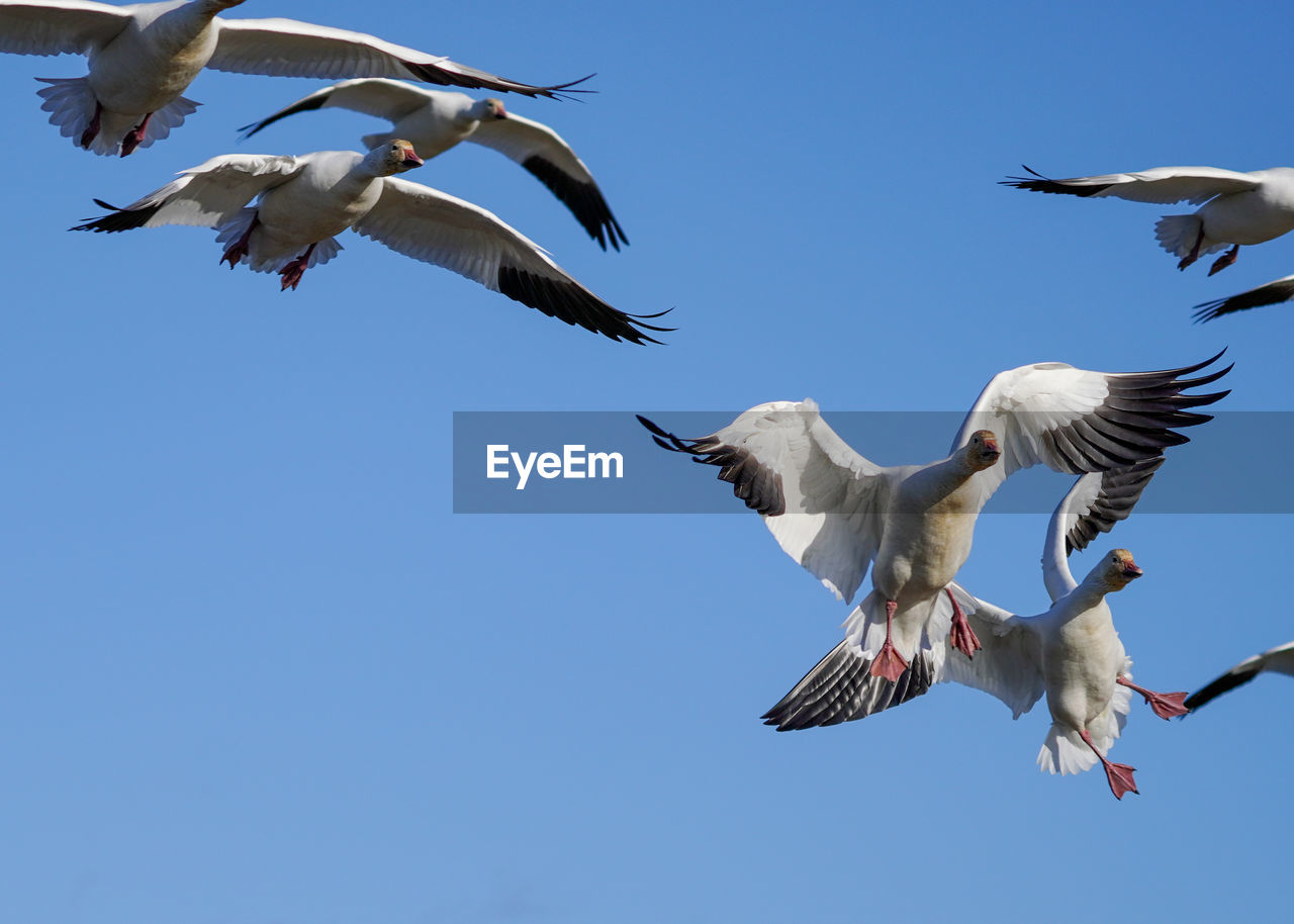 LOW ANGLE VIEW OF SEAGULLS FLYING AGAINST CLEAR SKY