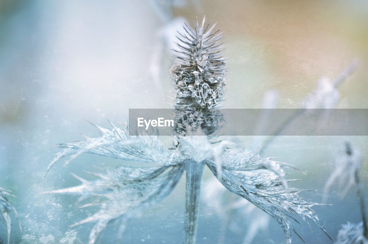 Close-up of frozen plants